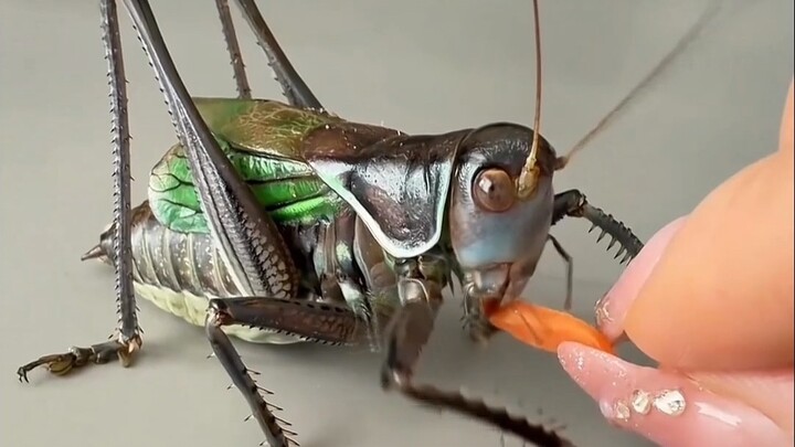 Sharing 11 Different Bugs—Stay Away From These Ones!