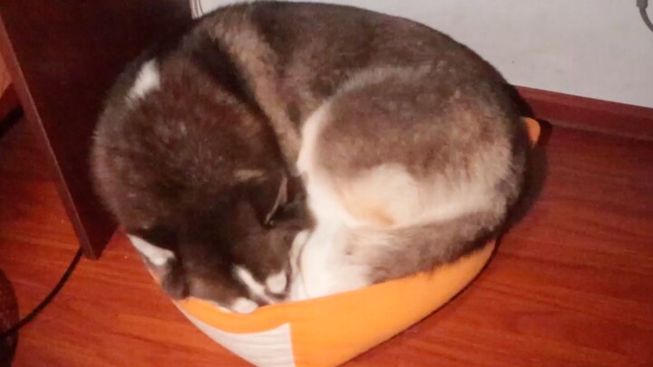 Why does the husky give up its big bed to the puppy and sleep in the small one—out of stupidity or o