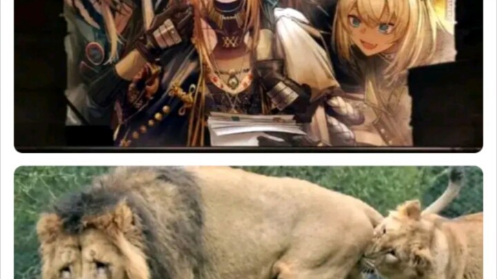 ( Arknights ) Sư tử đực mỗi lần “nộp thuế” từ 200 đến 300 lần, vậy thì Vena...? Bực mình()