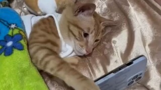 "Menjadi kucing tanpa impian, apa bedanya dengan hidup tanpa beban?"