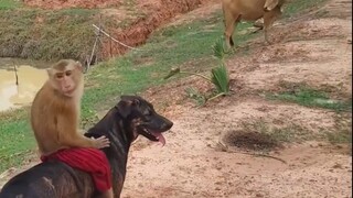 ลิงตัวนี้กำลังจะกลายเป็นปีศาจจริงๆ แล้ว!