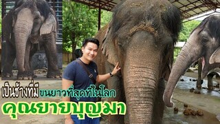 🐘คุณยายบุญมาอายุ70กว่าเป็นช้างที่มีใบหูใหญ่และขนยาวที่สุดในโลก🐘 คุณยายอยู่ที่ปางช้างแม่แตง