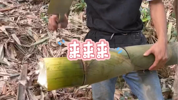 来看我砍笋解压