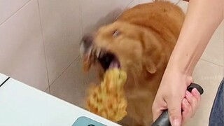 狗子：”快 给 我 吃 一 口 吧！！“