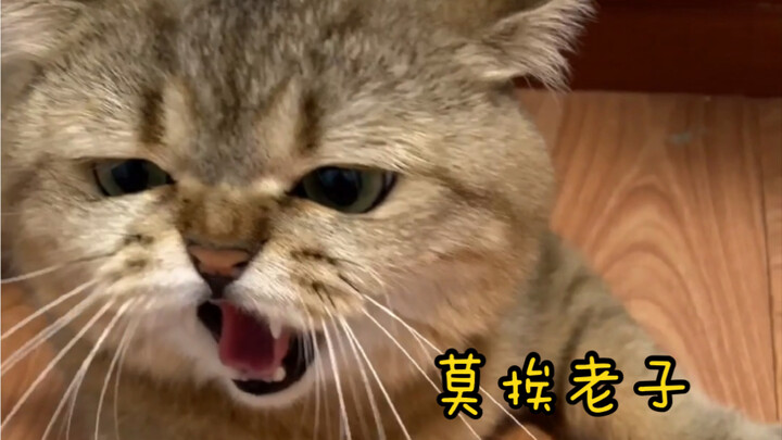 In fact, Zhang Haizhu has a younger sister