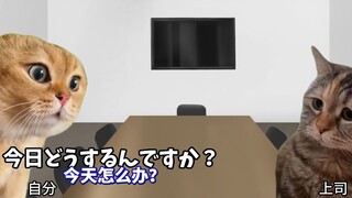 【熟肉】在南桐片制作公司打工的日常（翘班篇） | 猫meme