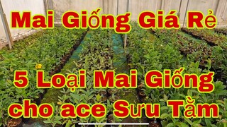 mai giống giá rẻ | 0907413514 Phát | mai giống giá rẻ | hàng cuối năm