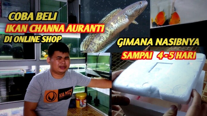 COBA Belanja CHANNA AURANTI di Online Shop, datangnya begini