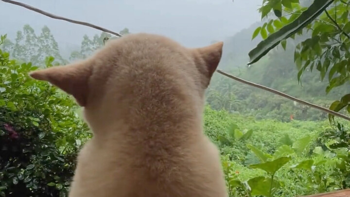 น้องหมาบ้านข้างๆ มาเยี่ยม ฝนตกหนักจนกลับบ้านไม่ได้!