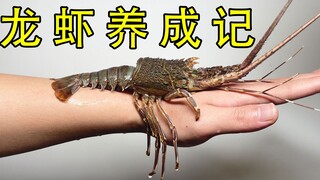 花158元在海鲜市场买一只波纹龙虾回家当宠物,一起见证它的蜕变吧！