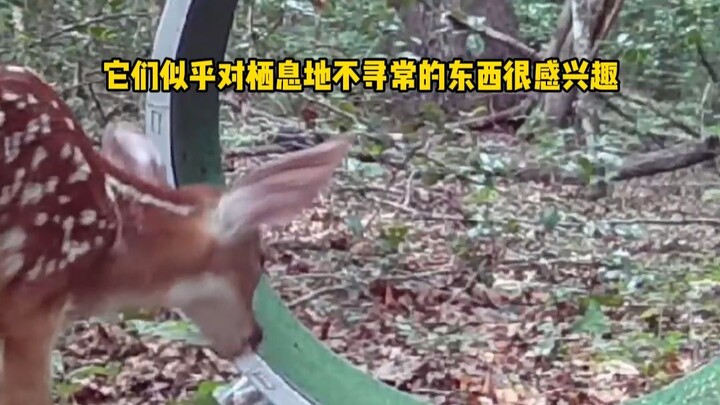 Menaruh sebuah roda lari di hutan, mari lihat apa yang akan dilakukan para satwa liar