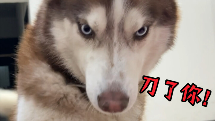 Apa yang akan dilakukan anjing Siberian Husky kalau kamu terus-menerus memanggilnya lalu menyuruhnya