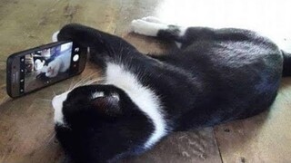 KUCING VIRAL LUCU BIKIN NGAKAK GAK ADA AHKLAK