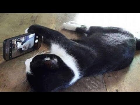 KUCING VIRAL LUCU BIKIN NGAKAK GAK ADA AHKLAK