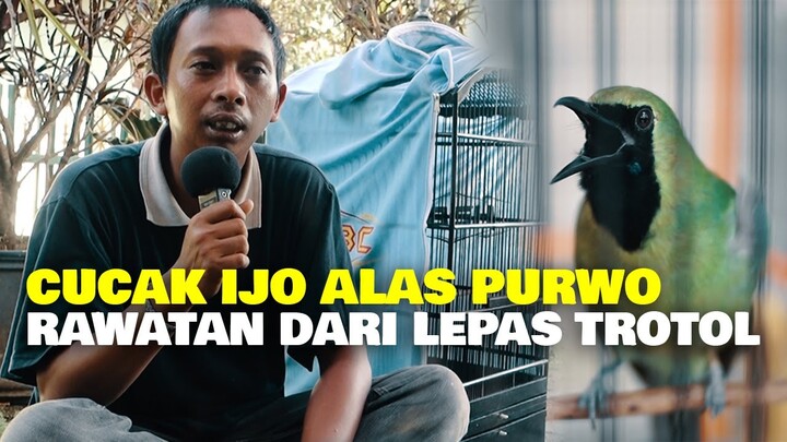 CUCAK IJO ALAS PURWO RAWATAN DARI LEPAS TROTOL