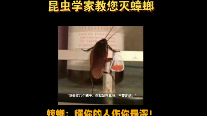 ทำเสร็จแล้วอย่าลืมใส่กรดบอริกนะ วุ่นวายทั้งวันกลายเป็นทำอาหารฟรีให้แมลงสาบไปเปล่าๆ