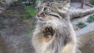 【Caracal】Aku ingin menyentuh kaki ini