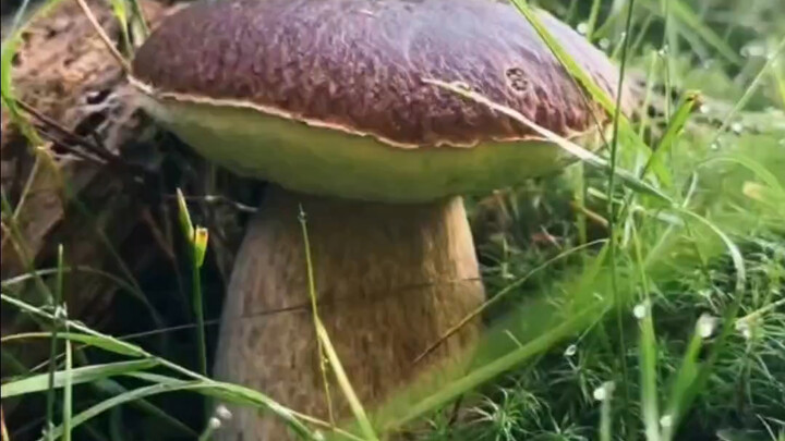 沉浸式捡菌子