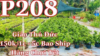 🔴 Hết Hàng | mai vàng chơi tết p208 | giảo thủ đức hàng chơi tết giá 150k/1c - bao ship 5c