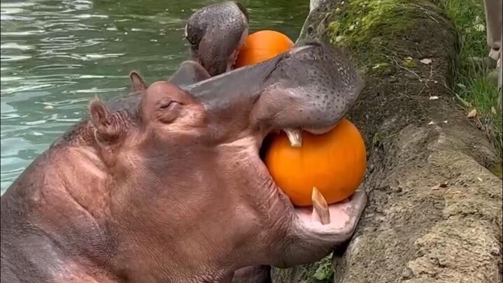 Tanya Jawab Tanpa Hadiah: Apa Fungsi Kuda Nil?