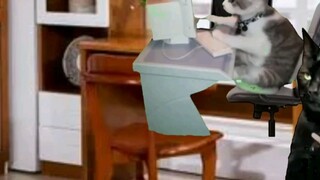 [Cat Meme] Bố tôi nói nếu có tài thì vài ngày sẽ có hàng trăm nghìn người theo dõi.