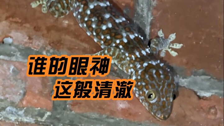 Đi tìm loài tắc kè khổng lồ bí ẩn ở Trung Quốc! Nhân tiện mở khóa kỹ năng mới: ăn nhện!