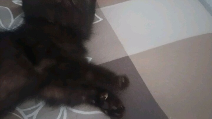 Miaaaw