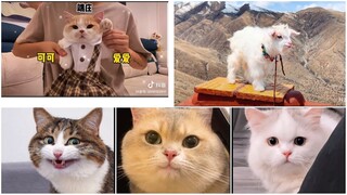 Những thứ đáng yêu- cute phomaique~~/ Cute Cats, animals~『Tiktok』