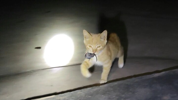 A kitty from a poor family takes charge early!