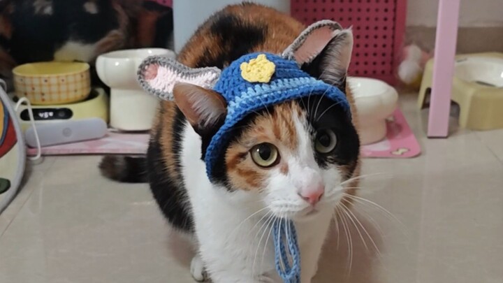 Mèo bắt chuột, chuyện đương nhiên.