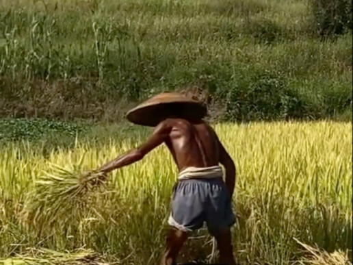 Ngay cả qua màn hình cũng cảm nhận được nỗi tuyệt vọng của người nông dân trồng rau, báo Hồng Sơn Ch