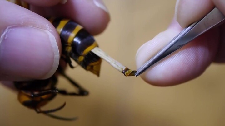 [Động vật] Lấy kí sinh trùng trên người ong vàng cho ếch sừng ăn