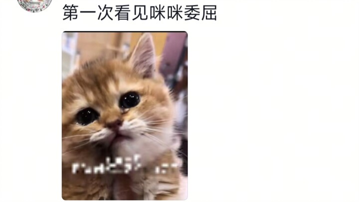 Kalau ajari manusia, manusia bisa belajar; kalau ajari kucing, kucing cuma bisa menangis.