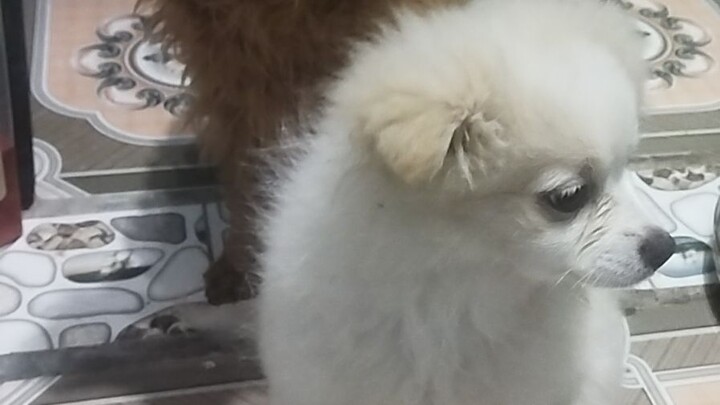 cả nhac