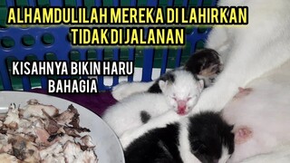 Anak Kucing Ini Induknya Kami Adopsi Dari Tempat Sampah Sekarang Sudah Melahirkan..!