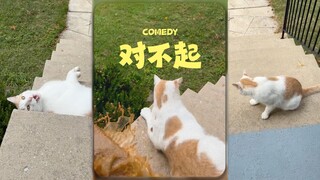 到手的猫飞了😢