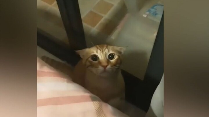 افتح هذا الفيديو واستمتع بهجوم القط البرتقالي!
