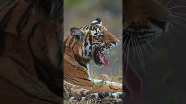 #shorts  Tiger 300
