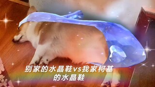 الكورجي: ساقيّ فقط قصيرة، لست بلا أرجل!!