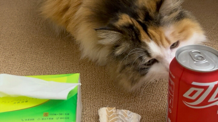 Clumsy Cat and Her Overprotective Mom