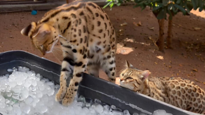 Kucing serval yang baru pertama kali menyentuh balok es merasa sangat terkejut