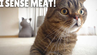 [Cat] How will my cats react after I ate BBQ meat behind their back?