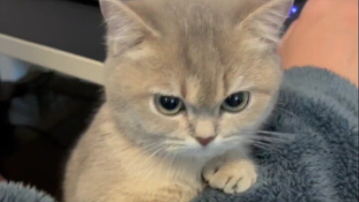 Cat: Look me straight in the eye, you little brat