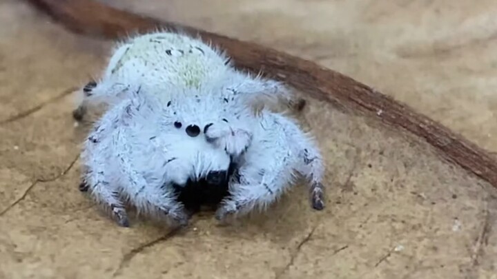 【AWSL】Fluffy jumping spider rubbing its head