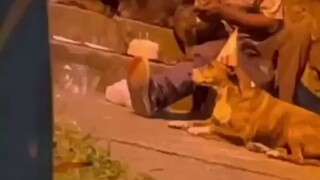 哥伦比亚一位流浪汉，和狗狗分享生日蛋糕，再悄悄抹去眼角的泪水...