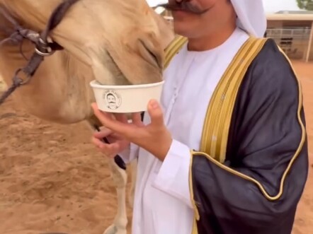 Camel Rice Meal