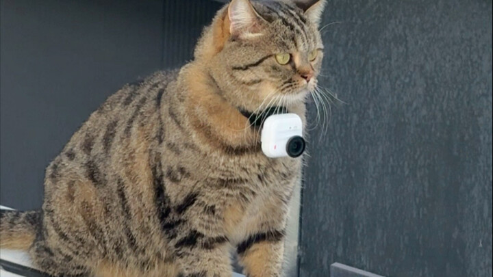 عندما تتعمد الأم القطة الاختباء عن الهريرة لتدربها على الاستقلالية.