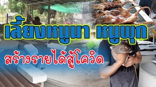 แนวทางการ เลี้ยงหนูนา หนูพุก | สร้างรายได้สู้โควิด |