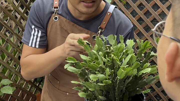 How to Make Your Schlumbergera Burst into Full Bloom!