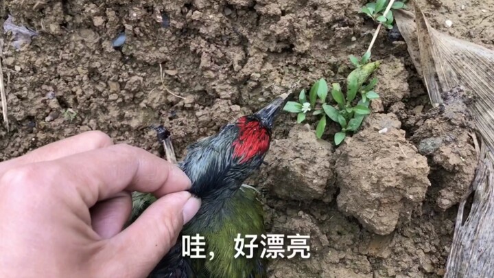 หนุ่มพาสัตว์เลี้ยงไปเดินเล่น พบนกหัวขวานตัวหนึ่ง ฉากต่อมาช่างอบอุ่นหัวใจ